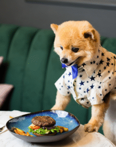 Dog Friendly Restaurant Dubai What to Expect When Dining with Your Pup