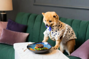 Pet having food at leflamant