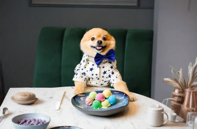 pet dog with icecream in a pet friendly restaurant