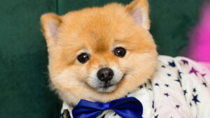 Cute Pomeranian dog wearing a star-patterned outfit sitting on a green surface at a pet-friendly restaurant