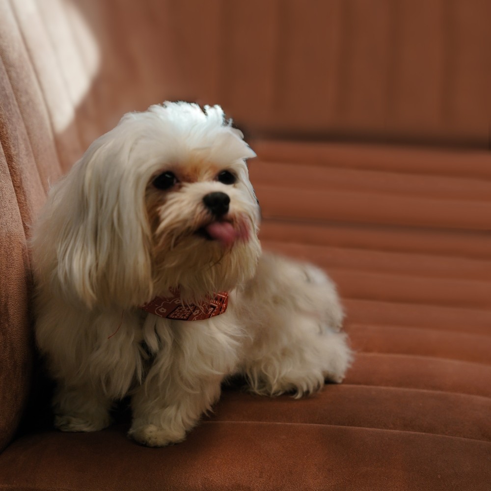 Pet Friendly Restaurant Dubai